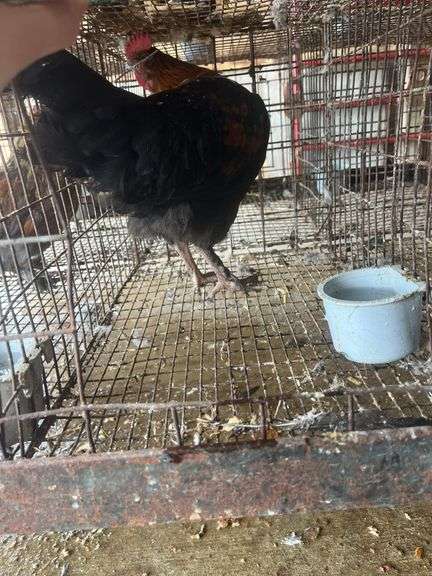 Barnyard Mix Rooster