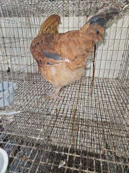 Maran Rooster