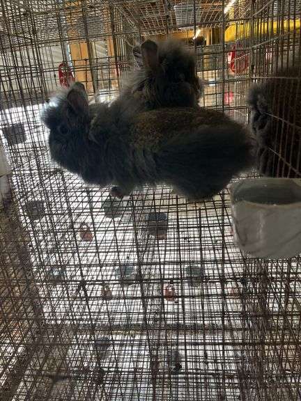 2 Lionhead Bunnies - Unsexed
