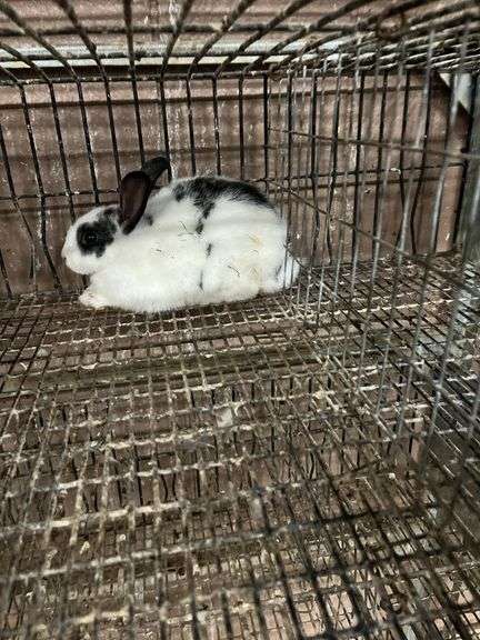 White & Black Bunny