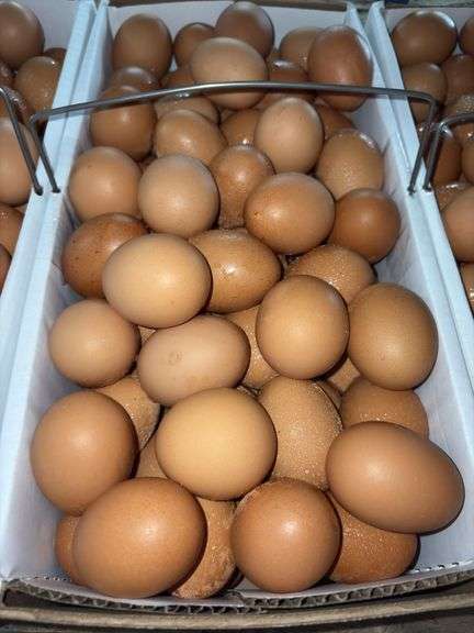 8 Doz Large Brown Eating Eggs