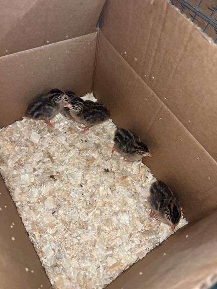 5 Guinea Keets