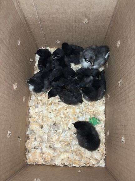 10 Black Australorp Pullets