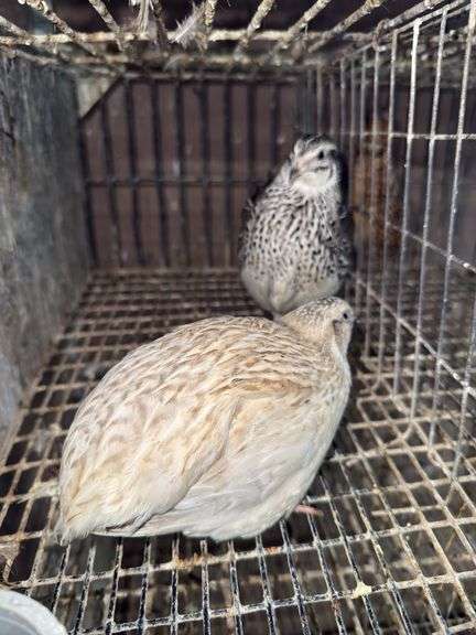 Pair Coturnix Quail