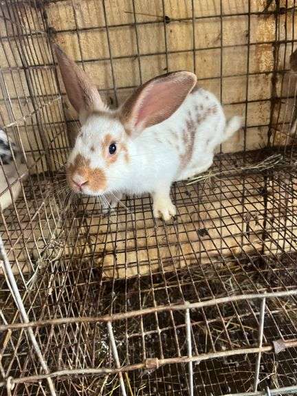 Brown Meat Rabbit