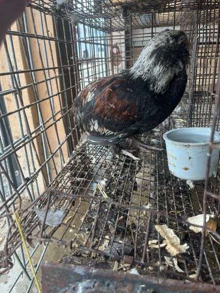 Russian Orloff Banty Rooster