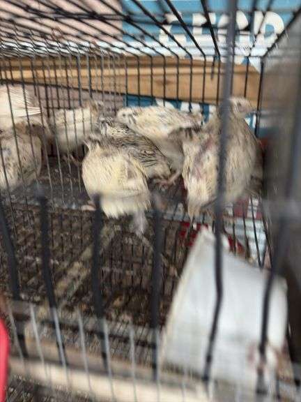 7 Italian Quail - 5 Wks Old