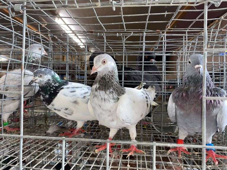 3 Tippler Pigeons