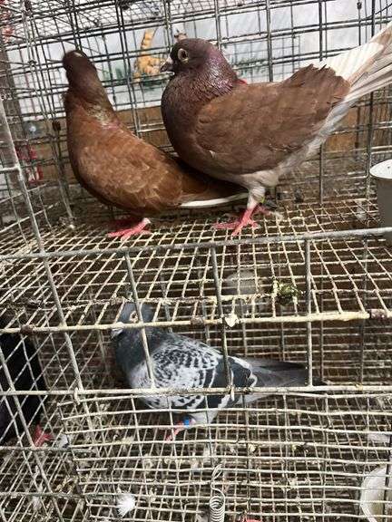 Pair Roller Pigeons