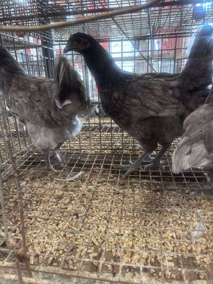 3 Blue Jersey Giant Pullets