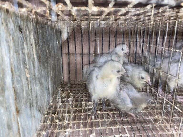 6 Lavender Orpington Pullets