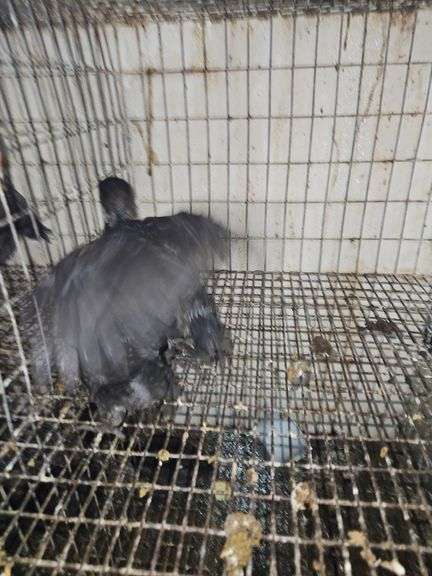 3 Ayam Cemani Chicks