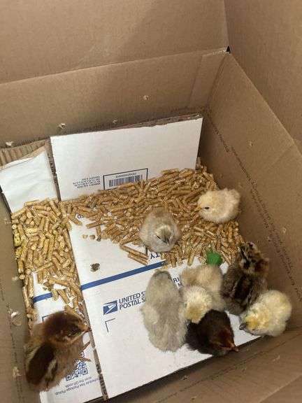 8 Mixed Chicks - Silkies & Mottled Cochin Banties