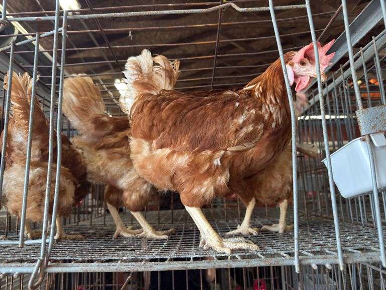 4 Rhode Island Red Hens