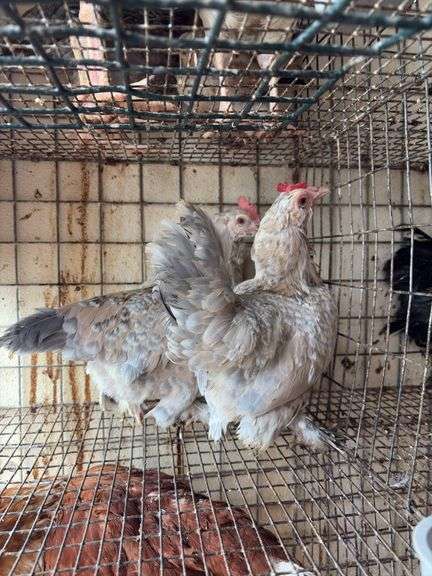 2 Porcelain D'uccle Hens