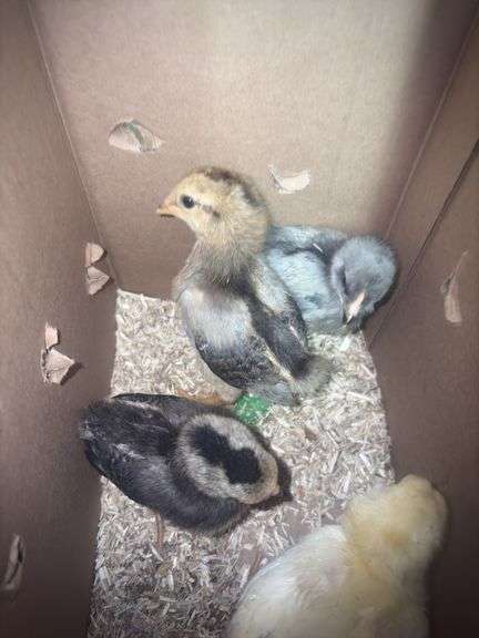 4 White True Blue Chicks