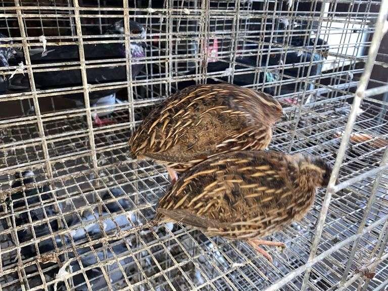 3 Jumbo Wilds Quail - 8wks Old