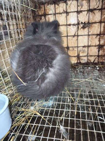 Grey Lionhead Buck
