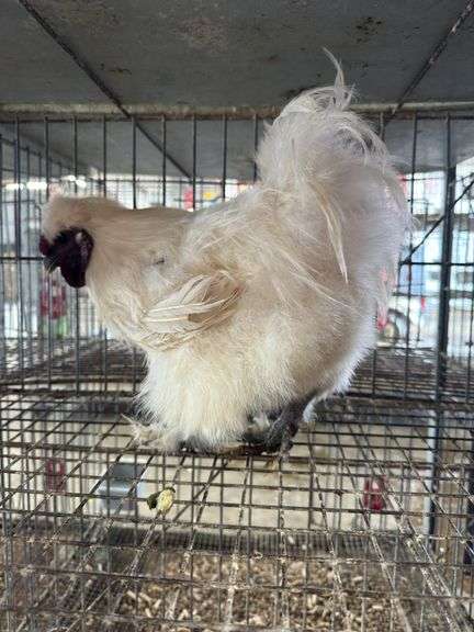 White Silkie Rooster "Olaf"