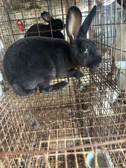 Rex Doe - 14wks Old