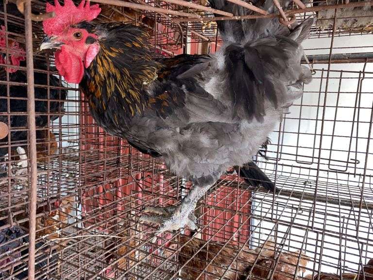 Maran Rooster