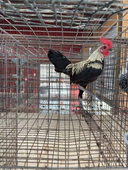 Modern Game Rooster