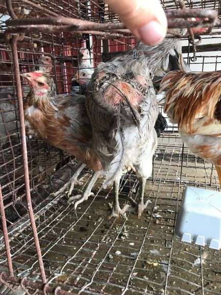 Trio Easter Eggers
