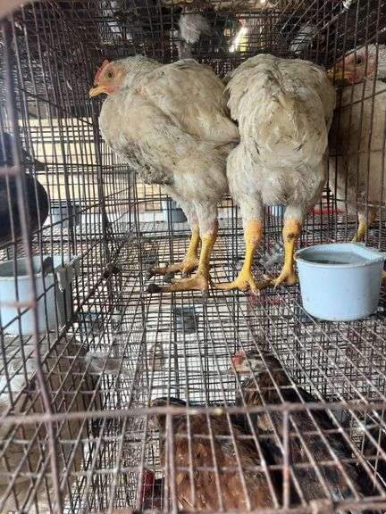 2 Meat Chickens