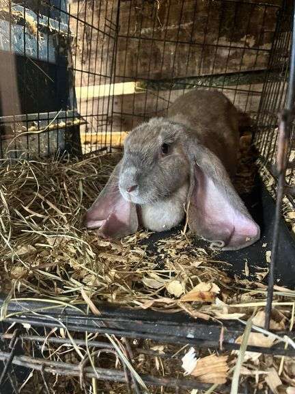 Proven English Lop Doe w/ Pedigree