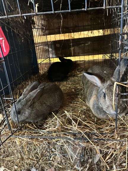 New Zealnd Doe w/ 2 Bunnies - Selling as Family