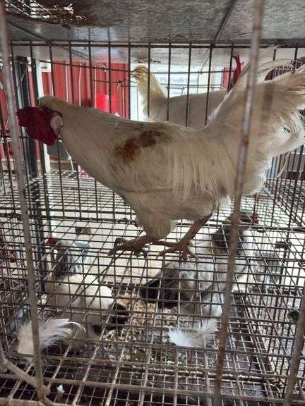 1 Rooster - 10 Months Old