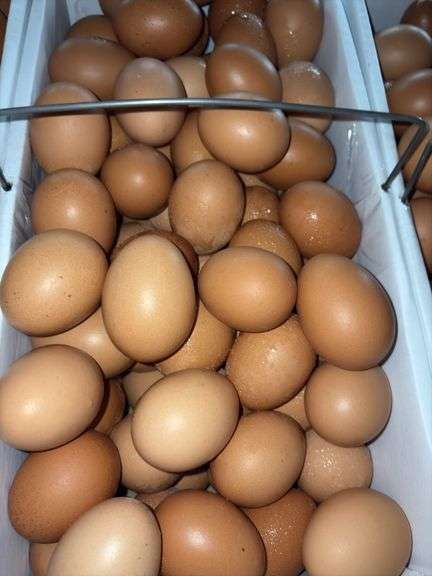8 Doz Large Brown Eating Eggs