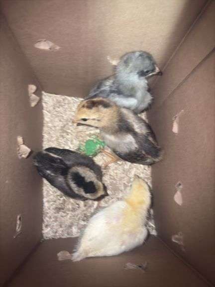 4 White True Blue Chicks