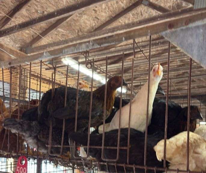 10 White Leghorn & Australorp Pullets - 4 Months Old