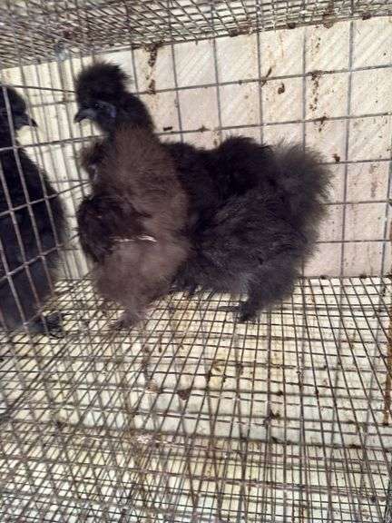 1 Chocolate Silkie & 2 Black Silkies