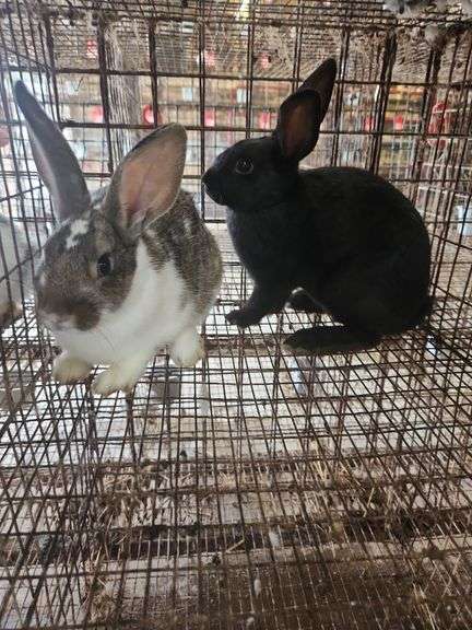 2 Rabbits