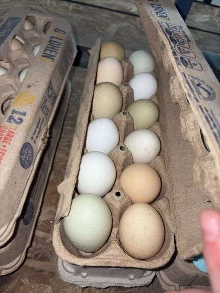 4 Doz Mixed Large/XL Eating Eggs