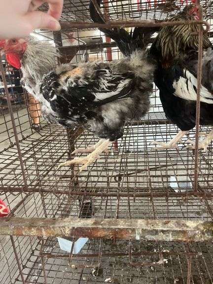 2 Ameraucana Cross Roosters