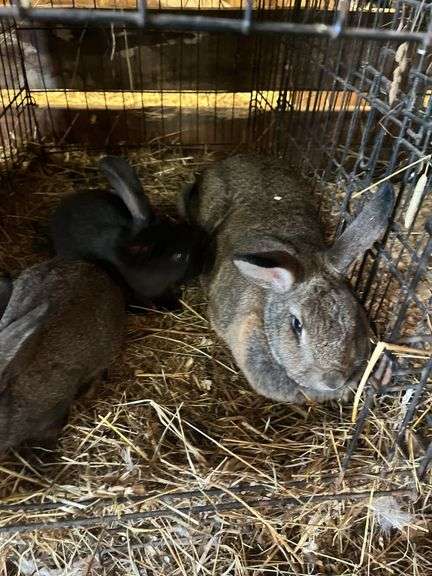 New Zealnd Doe w/ 2 Bunnies - Selling as Family