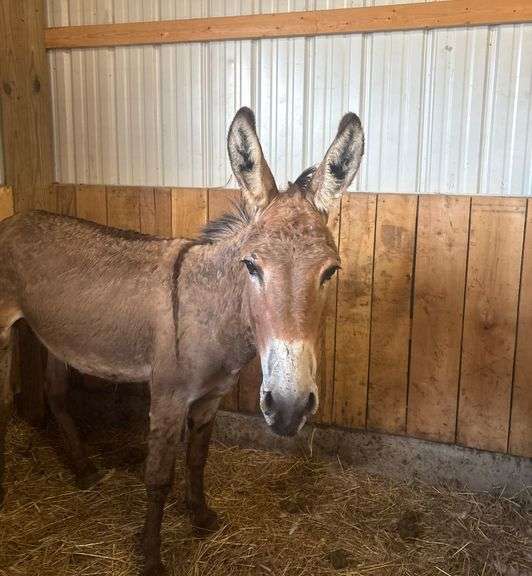 Jack Donkey - 7 Yrs Old - Friendly & Good w/ Livestock w/ Coggins Paperwork