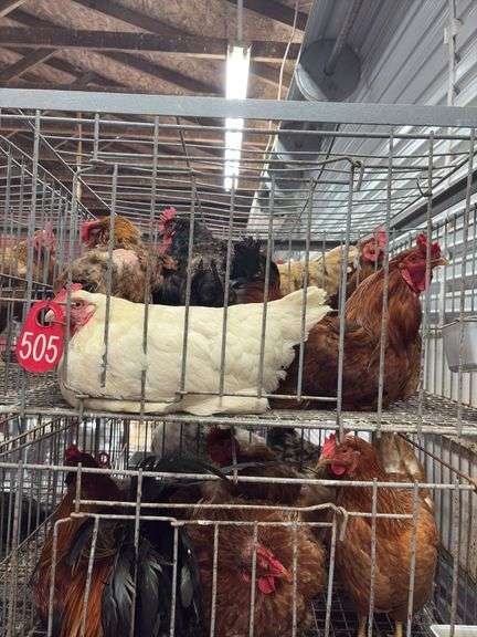 5 Chickens - 1 Rooster 4 Hens