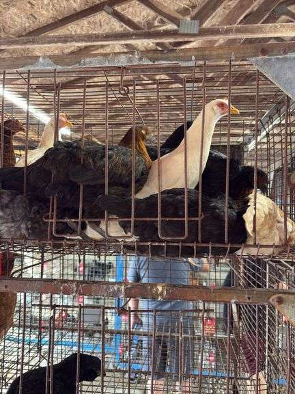 10 White Leghorn & Australorp Pullets - 4 Months Old