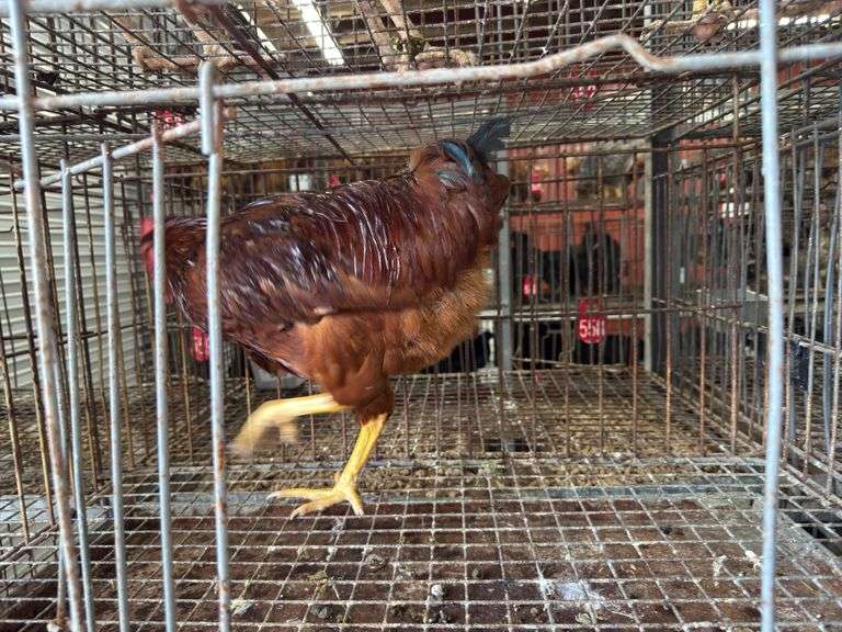 Rhode Island Red Rooster