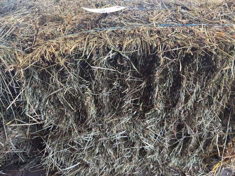 2 Mini Bales 1st Cut Mixed Hay (2025)