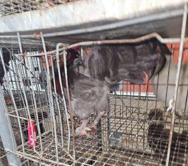 Blue Copper Maran Rooster