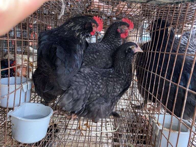 3 Cochin Olive Egger Cockerels - 2 Months Old
