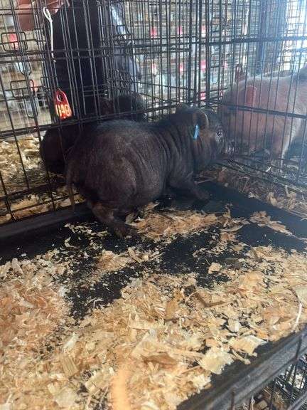 Boar Mini Pot Belly Pig - 6 Wks Old