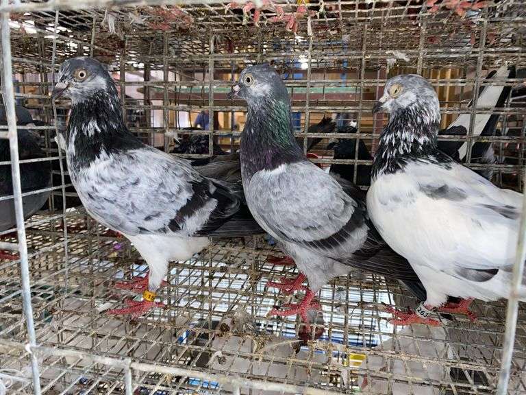 3 Tippler Pigeons