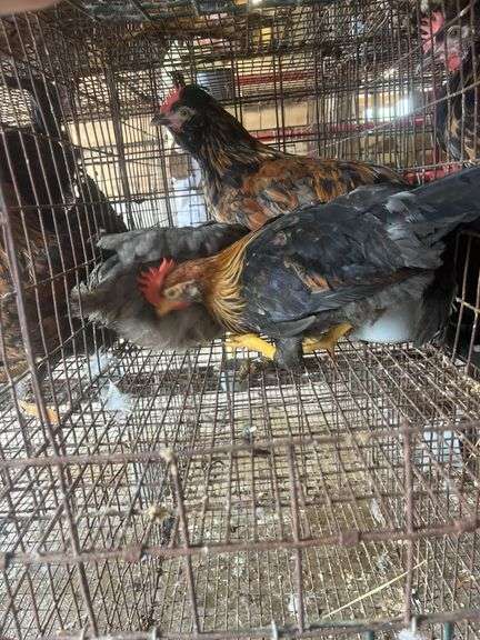 2 Young Barnyard Mix Chickens