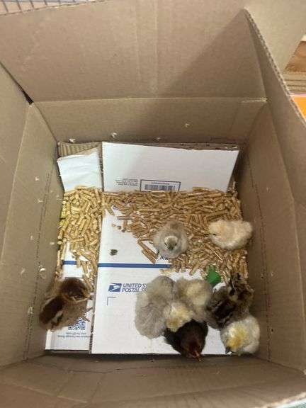 8 Mixed Chicks - Silkies & Mottled Cochin Banties